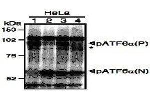 Western Blotting (WB) image for anti-Activating Transcription Factor 6 (ATF6) (N-Term) antibody (ABIN2451923) (ATF6 antibody  (N-Term))