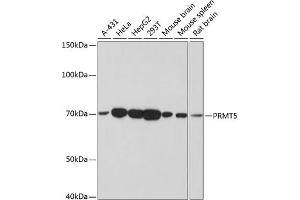 Western blot analysis of extracts of various cell lines, using PRMT5 antibody (ABIN7269605) at 1:1000 dilution.