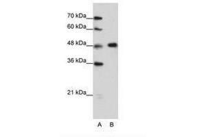 Image no. 2 for anti-Heterogeneous Nuclear Ribonucleoprotein F (HNRNPF) (C-Term) antibody (ABIN202472) (HNRNPF antibody  (C-Term))