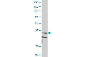 CCNH MaxPab polyclonal antibody. (Cyclin H antibody  (AA 1-323))