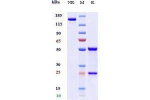 Anti-CSF2Ra / GM-CSFRa / CD116 Reference Antibody (mavrilimumab) on SDS-PAGE under reducing (R) condition. (Recombinant CSF2RA (Mavrilimumab Biosimilar) antibody)