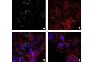 Immunocytochemistry staining of lysozyme (green, A, C) in Hep G2 cells (A, B, C) using mouse monoclonal antibody LZ598-10G9. (LYZ antibody)