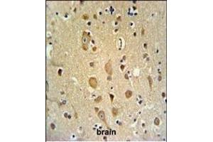 ITD1 Antibody (Center) 4921c IHC analysis in formalin fixed and paraffin embedded brain tissue followed by peroxidase conjugation of the secondary antibody and DAB staining. (APITD1 antibody  (AA 48-74))