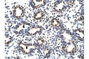 Image no. 1 for anti-PR Domain Containing 14 (PRDM14) (AA 208-257) antibody (ABIN202775) (PRDM14 antibody  (AA 208-257))