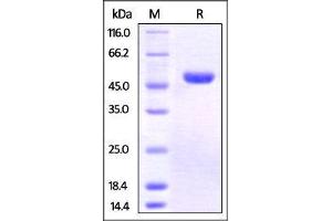 SDS-PAGE (SDS) image for Poliovirus Receptor-Related 2 (Herpesvirus Entry Mediator B) (PVRL2) (AA 32-360) (Active) protein (His tag) (ABIN4949133)