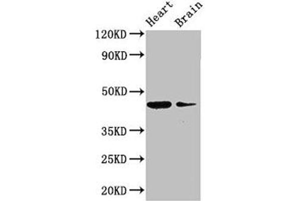 P2RX1 antibody  (AA 54-175)