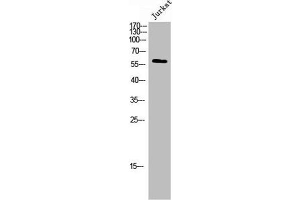 EPB41 antibody  (pTyr660)
