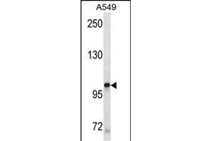 KIT Antibody (ABIN1882197 and ABIN2843885) western blot analysis in A549 cell line lysates (35 μg/lane).