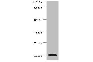 WB analysis of mouse heart tissue, using G0S2 antibody (2 μg/ml) and anti-rabbit goat polyclonal secondary antibody (1/10000 dilution). (G0S2 antibody  (AA 1-103))