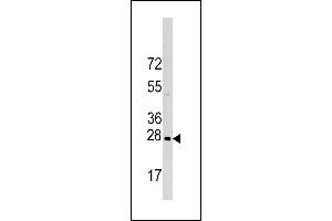 Western blot analysis of HSPB1 Antibody (S83) (ABIN391296 and ABIN2841333) in Hela cell line lysates (35 μg/lane). (HSP27 antibody  (AA 61-90))