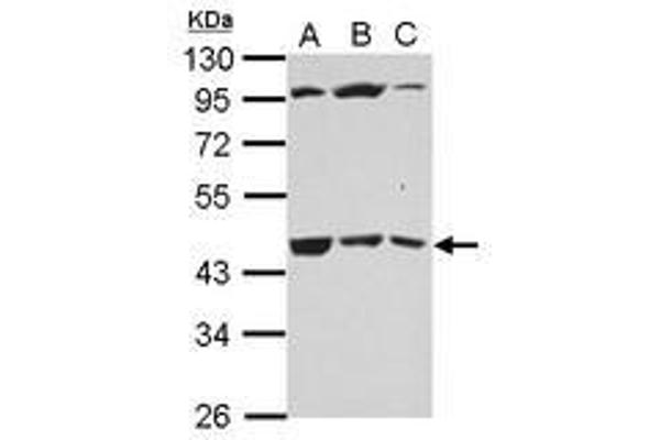 B3GALT4 antibody  (AA 123-357)