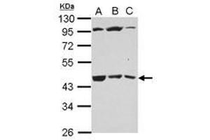 Image no. 2 for anti-UDP-Gal:betaGlcNAc beta 1,3-Galactosyltransferase, Polypeptide 4 (B3GALT4) (AA 123-357) antibody (ABIN1496798) (B3GALT4 antibody  (AA 123-357))