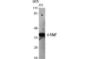 Western Blot analysis of various cells using c-Maf Polyclonal Antibody diluted at 1:500. (MAF antibody  (AA 270-350))