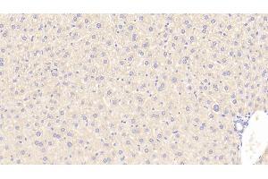Immunohistochemistry (IHC) image for anti-Sideroflexin 1 (SFXN1) (AA 2-102) antibody (ABIN7435172)