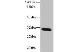 Western blot All lanes: FAM92A antibody at 1 μg/mL + Mouse brain tissue Secondary Goat polyclonal to rabbit IgG at 1/10000 dilution Predicted band size: 34, 29, 32, 31, 12 kDa Observed band size: 34 kDa (Family with Sequence Similarity 92, Member A (FAM92A) (AA 1-271) antibody)