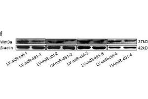 Western Blotting (WB) image for anti-Wingless-Type MMTV Integration Site Family, Member 3A (WNT3A) (AA 281-352) antibody (ABIN733178)