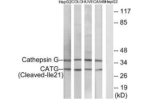 Western blot analysis of extracts from HepG2 cells, COLO cells, HUVEC cells and A549 cells, using CATG (Cleaved-Ile21) antibody. (Cathepsin G antibody  (Cleaved-Ile21, N-Term))