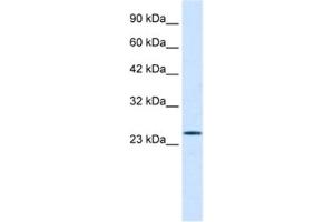 Western Blotting (WB) image for anti-Polycomb Group Ring Finger 3 (PCGF3) antibody (ABIN2460944) (PCGF3 antibody)