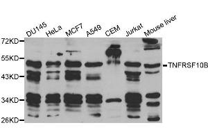 Western blot analysis of extracts of various cell lines, using TNFRSF10B antibody. (TNFRSF10B antibody  (AA 56-210))
