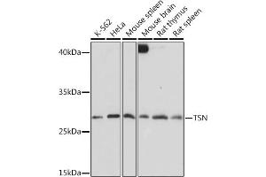 Western blot analysis of extracts of various cell lines, using TSN Rabbit pAb  at 1:1000 dilution. (Translin antibody  (AA 50-150))