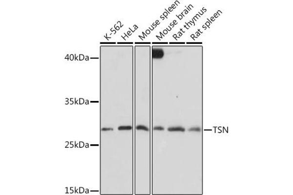 Translin anticorps  (AA 50-150)