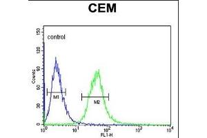 Y1A Antibody (Center) (ABIN653472 and ABIN2842894) flow cytometric analysis of CEM cells (right histogr) compared to a negative control cell (left histogr). (AMY1A antibody  (AA 195-223))