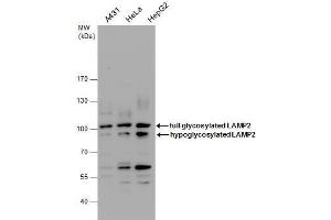 WB Image LAMP2 antibody detects LAMP2 protein by western blot analysis. (LAMP2 antibody)