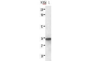 Western Blotting (WB) image for anti-Annexin A2 (ANXA2) antibody (ABIN2420981) (Annexin A2 antibody)