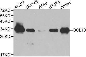 Western blot analysis of extracts of various cell lines, using BCL10 antibody. (BCL10 antibody)