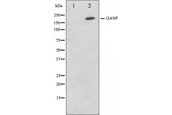 GANP Antikörper  (C-Term)