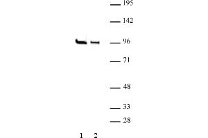 EZH1 antibody (pAb) tested by Western blot. (EZH1 antibody  (N-Term))