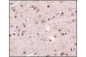 Immunohistochemistry of MC4R in human brain tissue with this product at 2. (MC4R antibody  (N-Term))