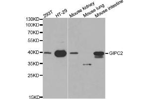 Western blot analysis of extracts of various cell lines, using GIPC2 antibody (ABIN5970567) at 1/1000 dilution. (GIPC2 antibody)