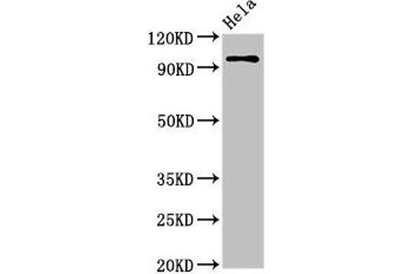 CLOCK antibody  (AA 577-846)