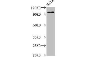 Western Blot Positive WB detected in: Hela whole cell lysate All lanes: CLOCK antibody at 3. (CLOCK antibody  (AA 577-846))