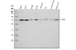 Western blot analysis of SLC6A1 using anti-SLC6A1 antibody (ABIN5518957). (SLC6A1 antibody  (N-Term))