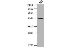 Western Blot Positive WB detected in: U87 whole cell lysate All lanes: MROH8 antibody at 1:2000 Secondary Goat polyclonal to rabbit IgG at 1/50000 dilution Predicted band size: 55, 100 kDa Observed band size: 55 kDa (C20orf132 antibody  (AA 1-275))