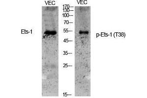 Western Blot (WB) analysis of specific cells using Phospho-Ets-1 (T38) Polyclonal Antibody. (ETS1 antibody  (pThr38))