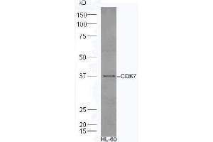 Human HL-60 lysates probed with Rabbit Anti-CDK7 Polyclonal Antibody, Unconjugated (ABIN670251) at 1:300 overnight at 4 °C. (CDK7 antibody  (AA 1-80))