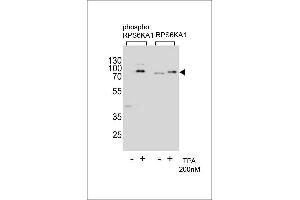 Western blot analysis of extracts from Hela cells,untreated or treated with T,200nM,using phospho RPS6KA1- (left) or RPS6KA1 Antibody (right) (RPS6KA1 antibody  (pThr359))