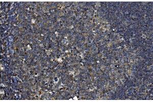 IHC analysis of OTULIN using anti-OTULIN antibody (ABIN7601854). (FAM105B antibody  (AA 49-352))