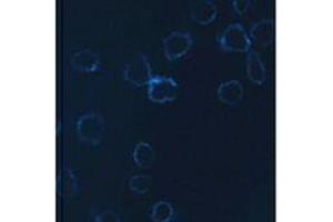 Immunofluorescence (IF) image for anti-Neural Cell Adhesion Molecule 1 (NCAM1) antibody (Alexa Fluor 647) (ABIN2657827) (CD56 antibody  (Alexa Fluor 647))