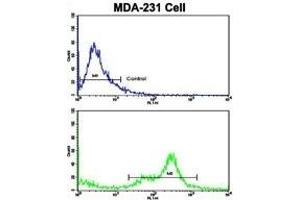 Flow cytometric analysis of MDA-231 cells using C6 Antibody (N-term)(bottom histogram) compared to a negative control (top histogram).