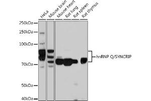 Western blot analysis of extracts of various cell lines, using hnRNP Q/SYNCRIP /SYNCRIP Rabbit mAb (ABIN7270673) at 1:1000 dilution. (SYNCRIP antibody)