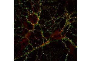 Indirect immunostaining of hippocampus neurons with anti-GABA-A receptor β3 (dilution 1 : 500; red) and anti-synapsin (cat. (GABRB3 antibody  (AA 344-429))