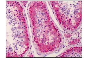 Human Testis: Formalin-Fixed, Paraffin-Embedded (FFPE) (NANOS3 antibody  (C-Term))