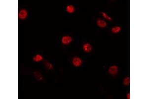 ABIN6266847 staining HepG2 by IF/ICC. (HNF4 alpha/gamma antibody)