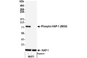 Western Blotting (WB) image for anti-Tripartite Motif Containing 28 (TRIM28) (pSer824) antibody (ABIN7454038)
