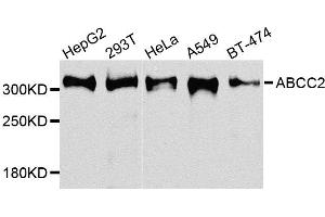 Western blot analysis of extracts of various cells, using ABCC2 antibody. (ABCC2 antibody)