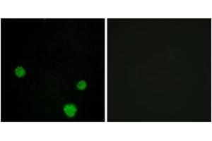 Immunofluorescence (IF) image for anti-H2.0-Like Homeobox (HLX) (AA 321-370) antibody (ABIN2889595)